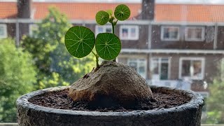 repotting my Stephania erecta caudex plant [upl. by Inilahs909]