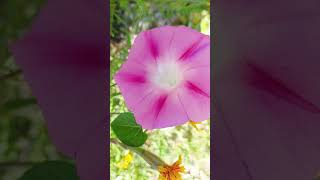 Gündüz Sefası Ipomoea purpurea keşfetteyiz keşfet nature gezi travel beautiful shortsviral [upl. by Emelen]