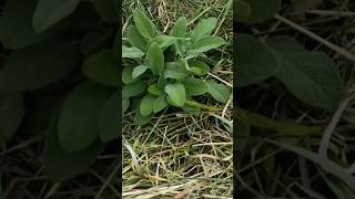 Orto PERENNE amp STAGIONALEgardengardeningagriculturenaturegrowfarmingfoodnaturalvegetable [upl. by Bluma]