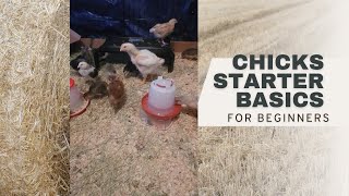 chicks basic for Beginnerschickenraisingchicks chickenlife Chickenchaos [upl. by Damalus]