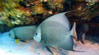 SCUBA DIVING AT CAYO GUILLERMO IN CUBA JUNE 2017 [upl. by Frear]