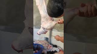 gissar meat qoyboqish gosht food qoy lamb animals [upl. by Diarmit]