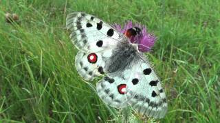 Parnassius apollo fennoscandicus2010 New [upl. by Mortensen]