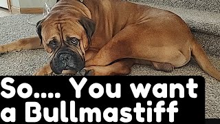 SoYou Want A Bullmastiff  What to expect [upl. by Lourie]