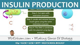 Agrobacterium A Plant Gene Transfer Vector [upl. by Runck]