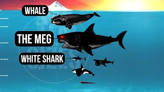 Megalodon vs Living Sea Creatures  Size Comparison  The Meg 2 The Trench [upl. by Liebman]