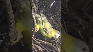 Beautiful Bird named Yellow Footed Green Pigeon pigeon pigeons birds watch love look birding [upl. by Cooperman]