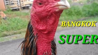 Ayam Bangkok Super [upl. by Peggie]