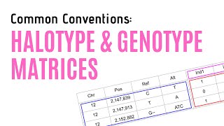 Haplotype and Genotype Matrices  Common Conventions [upl. by Lawler]