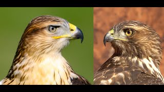 Falconry Ferruginous hawk VS Redtailed hawk [upl. by Katinka870]