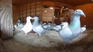 Hand Feeding Young Pigeons in 360° View [upl. by Gnni]