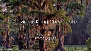 Salvinia is Killing Caddo Lake [upl. by Collayer]