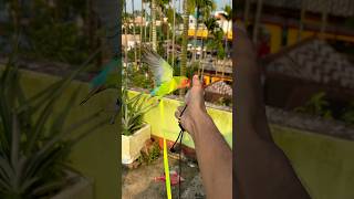 Love birds training🦜 Birds harness training birds parrot minivlog shortvideo shortvideo ￼ [upl. by Hcardahs]