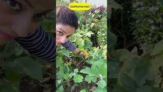 September Harvest  Sabhi baskets full ho gayi shorts [upl. by Januarius]