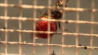 Female tsetse fly excreting water after blood feeding [upl. by Ailimat]