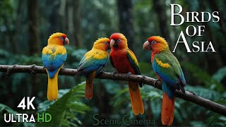 Tropical Asian Jungle Birds  Life Of Birds In Forest  Scenic Cinema With Birds amp Jungle Sounds [upl. by Howarth256]