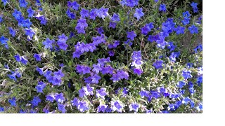 ROSE GARDEN EPI 151 Lithodora Diffusa  Heavenly blue plant care in UK [upl. by Rovelli997]