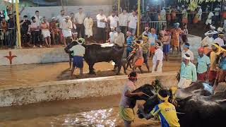 Kambala Start  Panapila Mangalore 2024 [upl. by Ebonee]