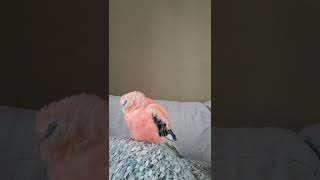 rosey bourke parakeet singing very sleepy [upl. by Janos]