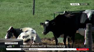 Foot and Mouth  Disease detected in Humansdorp Eastern Cape [upl. by Nuhsed]