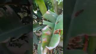 Caminhando no Jardim shortsvideo natureza deusnatureza [upl. by Cleve]