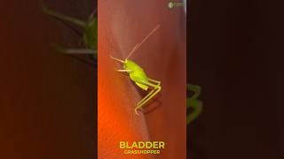 Bladder Grasshopper  Feel The Softy Body insect love green [upl. by Enyala]