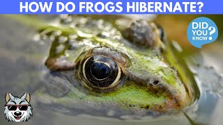 What Happens When Frogs Hibernate How to they do it [upl. by Heyward]