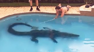 Top 10 Alligators Found in Swimming Pools [upl. by Avin375]