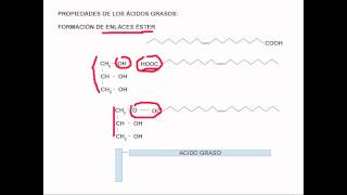 lipidos estructura [upl. by Anivad]