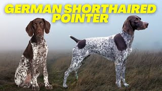 German Shorthaired Pointer  Top 10 FACTS about the BEST hunting dog [upl. by Torey152]