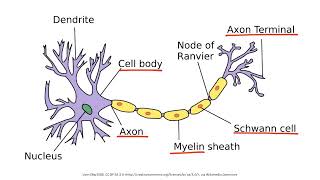 Demyelinating Disease  full video educational video [upl. by Mahau]