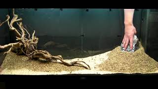 Aquarium Setup  Aquascape  Step by Step  Live Planted Fish Tank [upl. by Airtemak801]