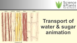 Transport in plant xylem amp phloem water amp sugar  animation 💧🍬 [upl. by Chancey]