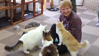 Ed plays Thinking Out Loud to cats x Tour Diary Part 2 [upl. by Nosecyrb235]