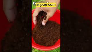 ଅମୃତଭଣ୍ଡା କଲମୀ ll Papaya grafting odishakrushakbandhu shorts short youtube papaya fruit bbq [upl. by Yellah]