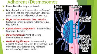 intercellular junctions [upl. by Zelten]