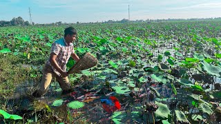 Catching Betta Fish And Wild Betta Fish At The Countryside Unbelievable Catching Episode 30 [upl. by Anes211]