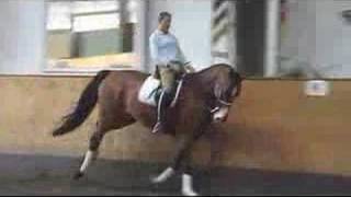 by Solos Landwind  Danish Warmblood Dressage Horse for Sale [upl. by Launce]