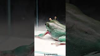 Australian Green Tree Frog ate Lizards tail [upl. by Dabney837]