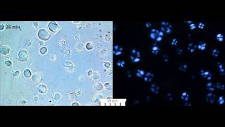 Chemical Gelatinization of Barley Starch [upl. by Rafa]