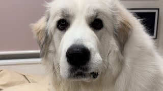 トイレ報告に来た超大型犬セレネちゃん日記グレートピレニーズ 犬のいる暮らし greatpyrenees [upl. by Tarah]