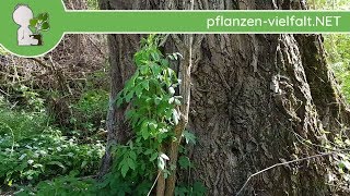 SchwarzPappel  XL Stamm  230418 Populus nigra  heimische Bäume bestimmen [upl. by Gothard]