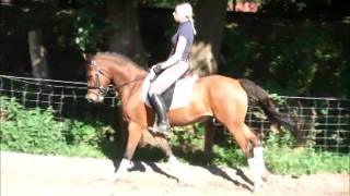 NAMUN 5j Deutsches Reitpony v Nemax for sale VB 5000 Euro [upl. by Ger]