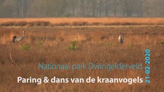 Paring en paringsdans van de kraanvogels [upl. by Alexandrina966]