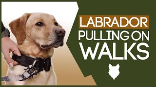 LABRADOR TRAINING How To Stop Your Labrador Pulling On Walks [upl. by Kosiur]