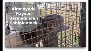 Almanyada Hayvan Barınağından Kedi  Köpek Sahiplenmek [upl. by Nolahs84]