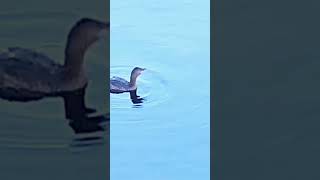 Piedbilled Grebe  Monponsett MA [upl. by Neelrak]