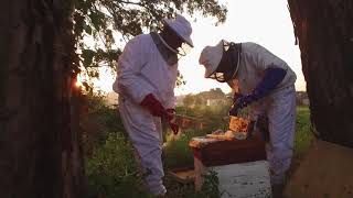 Liquid Gold  a short video on the African Honey Bee [upl. by Aikmat]