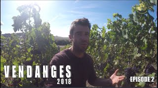 Vendanges 2018  Episode 2  David FAIVRE  Champagne R FAIVRE [upl. by Soraya]