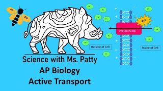 Active Transport  AP Biology [upl. by Mariele]